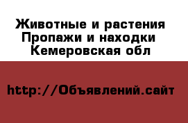 Животные и растения Пропажи и находки. Кемеровская обл.